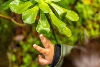 A child touching a plant in the Laurisilva forest of Los tilos de Moya in Doramas, Gran Canaria