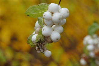 Common snowberry (Symphoricarpos albus) branch with some white fruits in autumn, Wilnsdorf, North