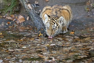 A tiger young drinking water from a puddle with visible reflection, Siberian tiger, Amur tiger,