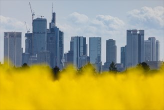 The Frankfurt skyline rises behind a blossoming rape field, Frankfurt an Main, Hesse, Germany,