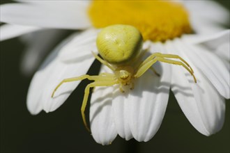 Goldenrod crab spider (Misumena vatia), female on the flower of a daisy (Leucanthemum vulgare,
