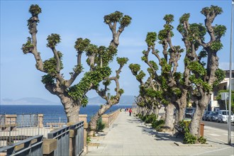 Pruned plane trees (Platanus) on the promenade in Alghero, Sassari province, Sardinia, Italy,