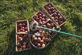 Freshly picked apples of the Winterrambur variety (Malus domestica) in baskets with apple pickers