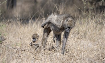 Chacma baboons (Papio ursinus), mother with young foraging in dry grass, Kruger National Park,