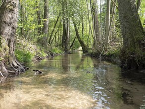 Stream and floodplain of the Oelbach with alder quarry forest in spring, Schloss Holte, North