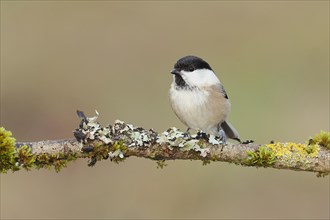 Willow Tit (Parus montanus) sitting on a branch overgrown with moss and lichen, Wilnsdorf, North