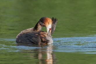 Great Crested Grebe (Podiceps cristatus) on a river. Bas-Rhin, Collectivite europeenne d'Alsace,