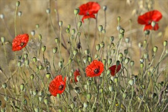 Poppy flowers (Papaver rhoeas) in a grain field, flowers and unripe fruit capsules, North