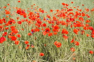 Poppy flowers (Papaver rhoeas), Baden-Wuerttemberg, A field full of bright red poppies with a green