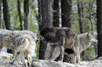Mackenzie valley wolf (Canis lupus occidentalis), Captive, Germany, Europe, Three wolves on a rock