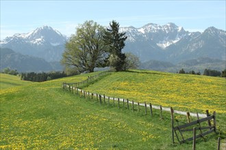 Common dandelion (Taraxacum) in bloom against the backdrop of the Allgaeu Alps near Fuessen,