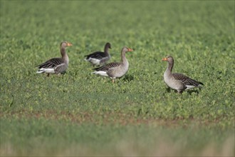 Greylag geese (Anser anser), greylag geese standing and lying in a field, Thuringia, Germany,