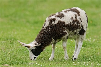 Jacob sheep (Ovis ammon f. aries), Lower Saxony Germany