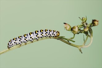 Brown-root monk (Shargacucullia scrophulariae), caterpillar on knotted brown-root or knotted