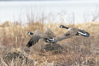 Canada geese (branta canadensis), pair flying over a frozen marsh, Lac Saint-Pierre biosphere