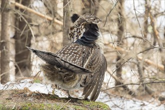 Ruffed grouse (Bonasa umbellus), male standing on a trunk and watching, courtship gesture, La