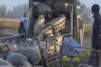 Black-headed domestic sheep (Ovis gmelini aries) being loaded into a double-decker livestock