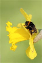 Large earth bumblebee (Bombus terrestris) on yellow narcissus (Narcissus pseudonarcissus), North