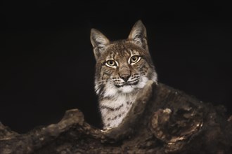 Eurasian lynx (Lynx lynx), captive, Hesse, Germany, Europe