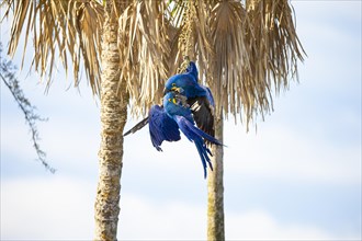 Hyacinth Macaw (Anodorhynchus hyacinthinus) Pantanal Brazil