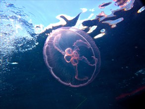Common jellyfish (Aurelia aurita) just below the surface, dive site Amber Jack, Destin, Panhandle,