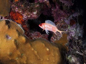 Longspine squirrelfish (Holocentrus rufus) at night, dive site John Pennekamp Coral Reef State