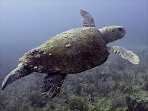 Loggerhead sea turtle (Caretta caretta), dive site Breakers, Palm Beach, Florida, USA, North