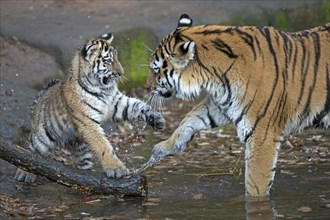 A young tiger raises its paw in the water while playing with an adult, Siberian tiger, Amur tiger,
