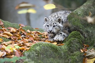 A snow leopard young lies on a bed of moss and looks curiously, Snow leopard, (Uncia uncia), young