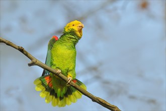 Yellow-headed Amazon (Amazona oratrix belizensis), mating on a sycamore branch, blue sky,