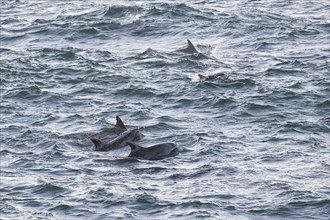 Dolphins, Bottlenose dolphins, Bay, Port Elizabeth, South Africa, Africa