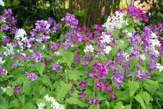 A colourful flower bed with purple and white flower-bed, annual honesty (Lunaria annua) or garden