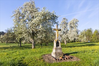 Field cross at a meadow orchard, pear tree blossom (Pyrus), pome fruit family (Pyrinae), spring,