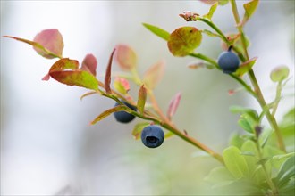 European blueberry (Vaccinium myrtillus), Blueberries, Finland, Europe