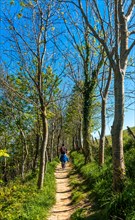 A hiker walking through a forest near the Zumaia flysch, Gipuzkoa. Basque Country