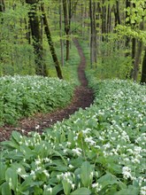Hiking trail through the ramson (Allium ursinum) in spring through the beech forest, Teutoburg