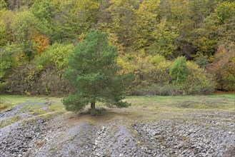 Solitary tree, pine (Pinus) growing on a slate heap, Eastern Eifel, Rhineland-Palatinate, Germany,