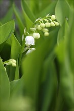 Lily of the valley, Saxony, Germany, Europe