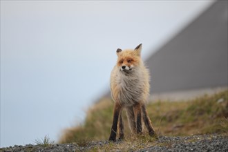 Red fox (Vulpes vulpes) in strong winds in the tundra, Lapland, northern Norway, Scandinavia
