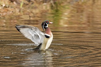 Wood duck (Aix sponsa), male flapping wings on a lake, City of Saint-Mathieu-du-Parc, province of
