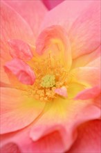 Garden rose or rose 'Rosenstadt Zweibruecken' (Rosa hybrida), detail of the flower, ornamental