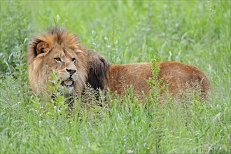 African lion (Panthera leo), male, captive, occurring in Africa