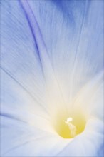 Three-colored morning glory (Ipomoea tricolor), detail of the flower, native to Mexico, ornamental
