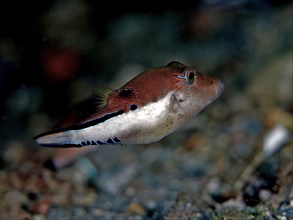 Pufferfish (Canthigaster rostrata), dive site Blue Heron Bridge, Phil Foster Park, Riviera Beach,