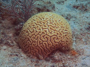 Brain coral (Diploria labyrinthiformis), dive site John Pennekamp Coral Reef State Park, Key Largo,