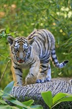A tiger young balances curiously on a tree trunk, Siberian tiger, Amur tiger, (Phantera tigris