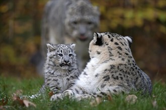 A snow leopard young sitting next to its mother in the grass, snow leopard, (Uncia uncia), young