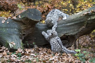 Two young snow leopards playfully tussling on a fallen tree trunk with autumn leaves, snow leopard