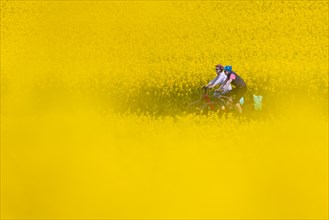 Two cyclists ride between two rape fields in the north-west of Frankfurt am Main, Frankfurt an