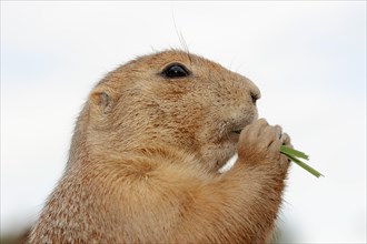 Black-tailed prairie dog (Cynomys ludovicianus), portrait, captive, occurrence in North America
